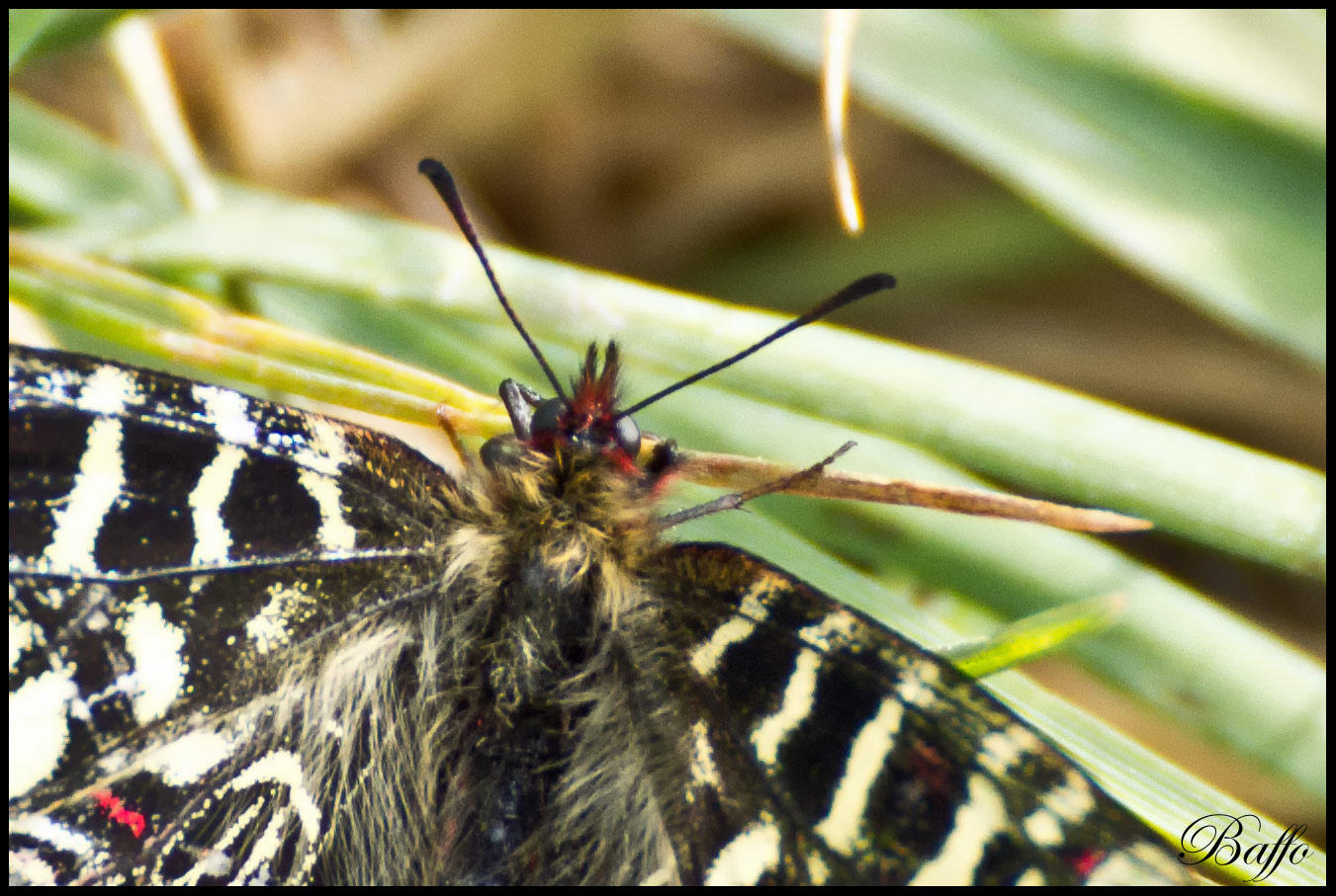 Zerynthia hypsipyle?